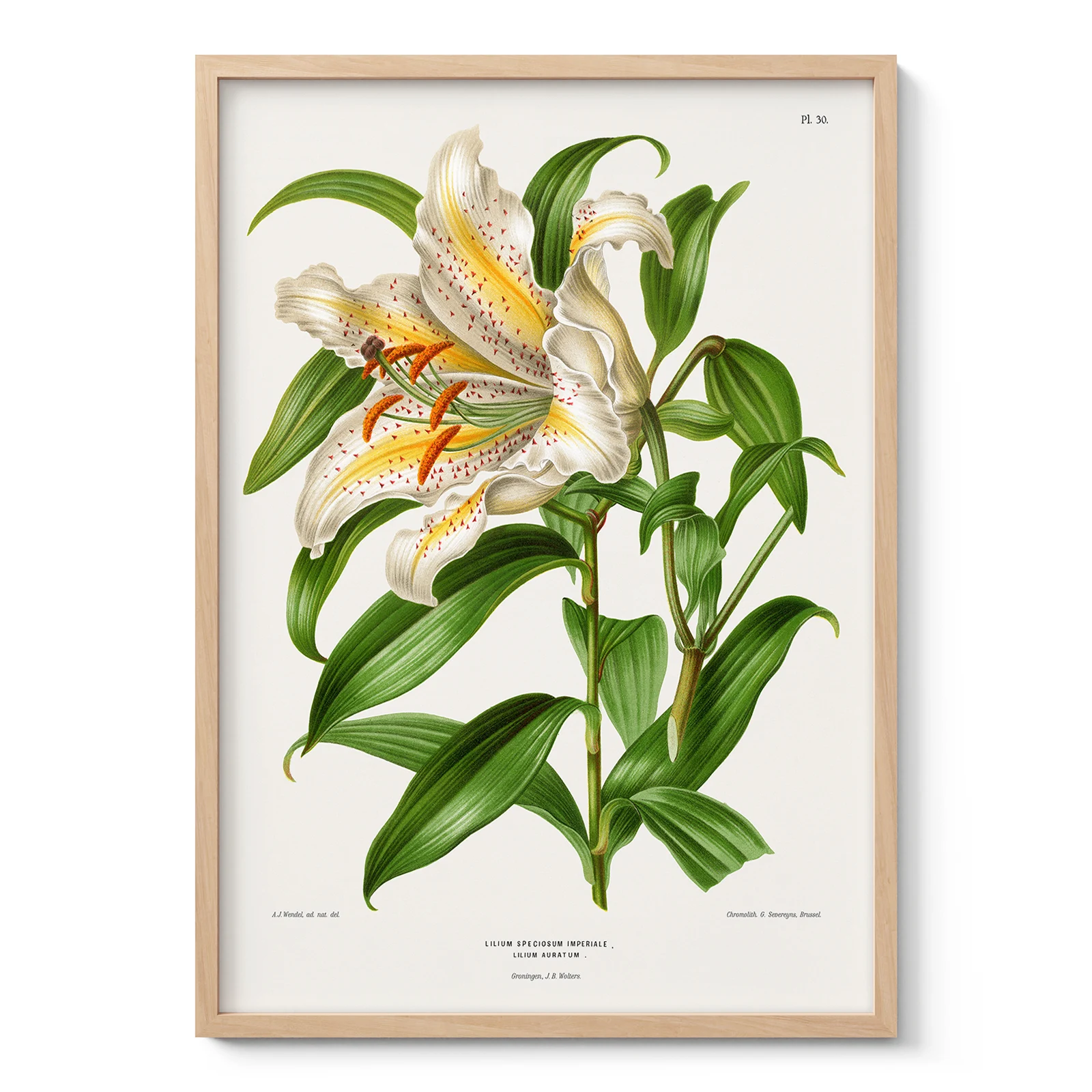 Vintage Japanese Lily Botanical Print by A. J. Wendel