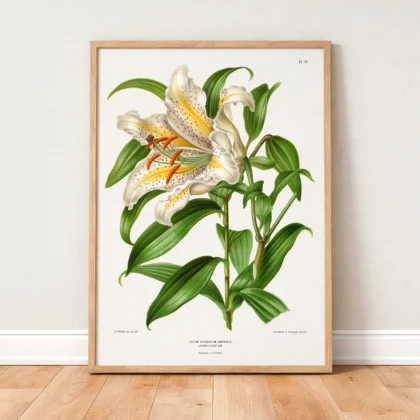 Vintage Japanese Lily Botanical Print by A. J. Wendel