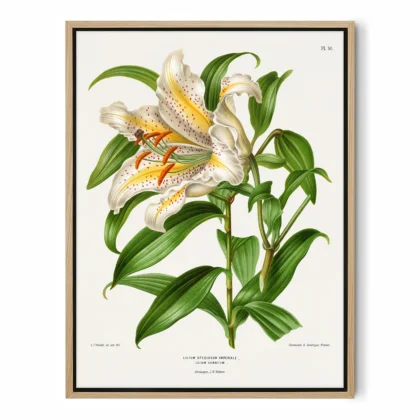 Vintage Japanese Lily Botanical Print by A. J. Wendel