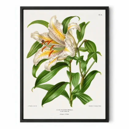 Vintage Japanese Lily Botanical Print by A. J. Wendel