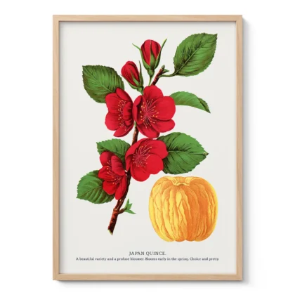 Vintage Japanese Quince Print – Botanical Art