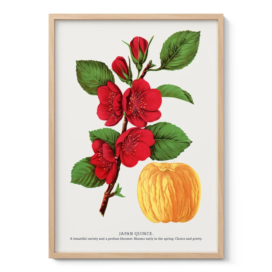 Vintage Japanese Quince Print – Botanical Art