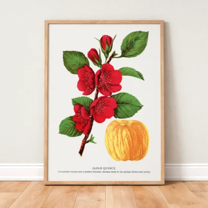 Vintage Japanese Quince Print – Botanical Art
