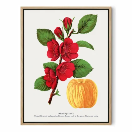 Vintage Japanese Quince Print – Botanical Art