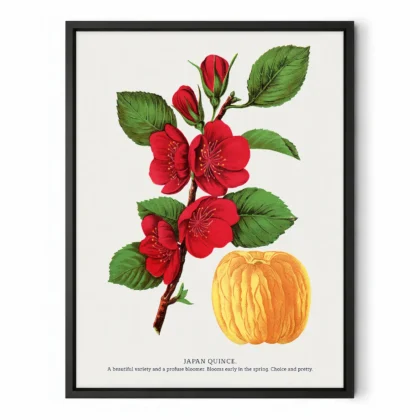 Vintage Japanese Quince Print – Botanical Art