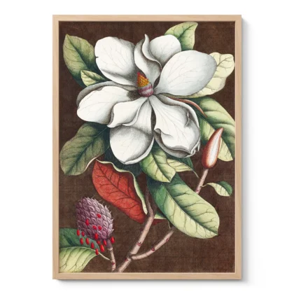 Vintage Magnolia Botanical Print