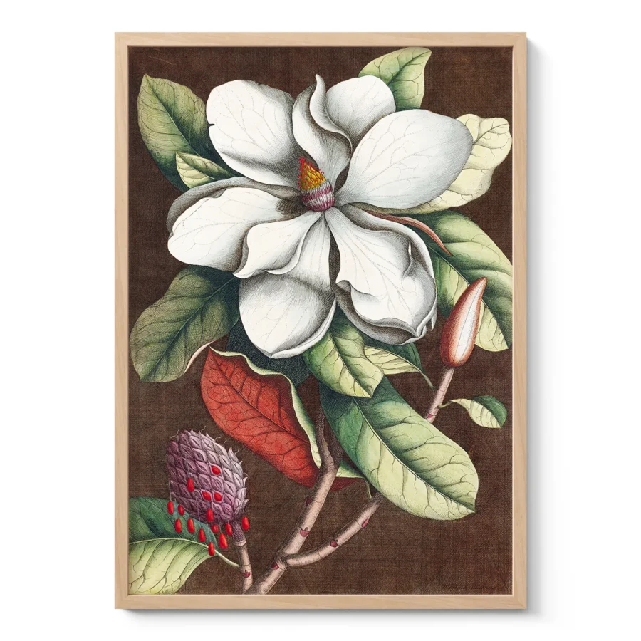 Vintage Magnolia Botanical Print
