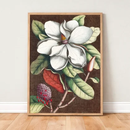 Vintage Magnolia Botanical Print