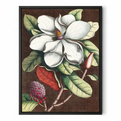 Vintage Magnolia Botanical Print