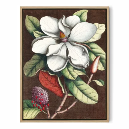 Vintage Magnolia Botanical Print