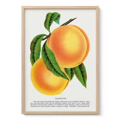 Vintage Peach Botanical Art Print