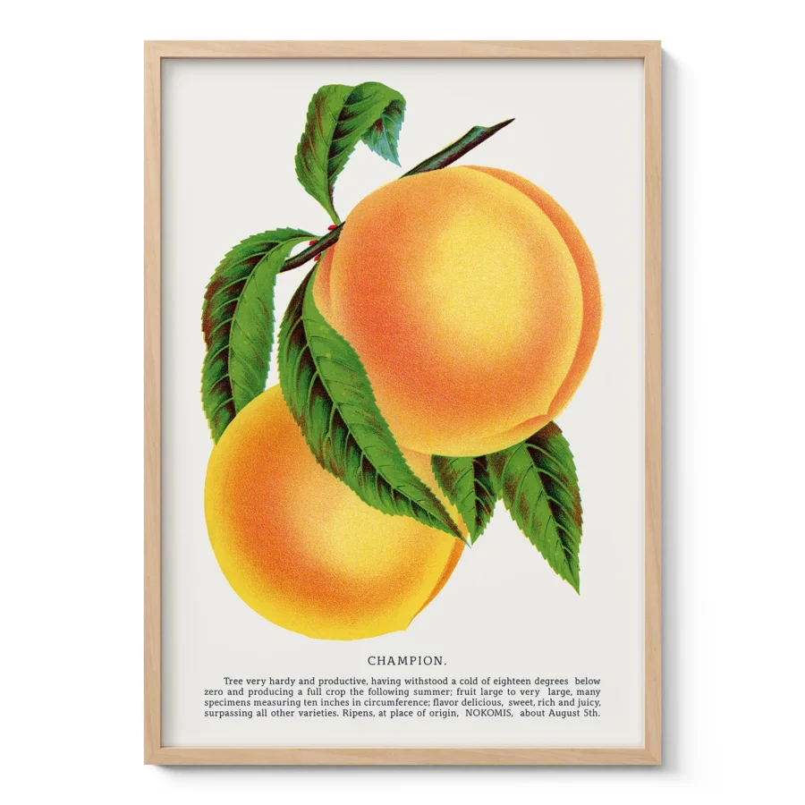 Vintage Peach Botanical Art Print