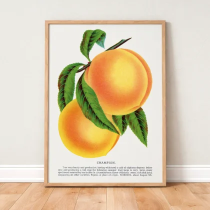 Vintage Peach Botanical Art Print