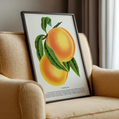 Vintage Peach Botanical Art Print