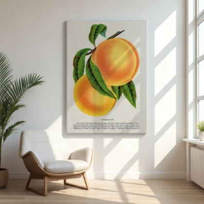 Vintage Peach Botanical Art Print