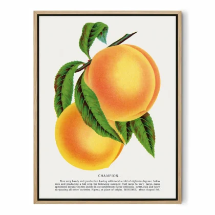 Vintage Peach Botanical Art Print