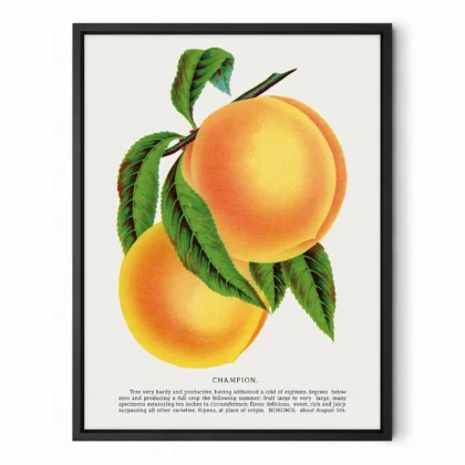Vintage Peach Botanical Art Print