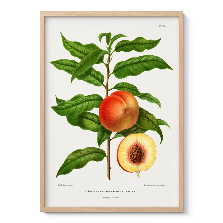 Vintage Peach Print – Botanical Art by A. J. Wendel