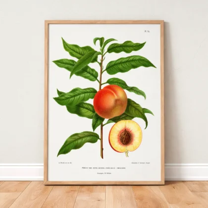 Vintage Peach Print – Botanical Art by A. J. Wendel