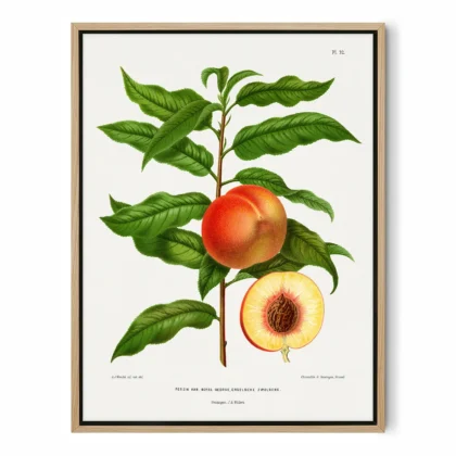 Vintage Peach Print – Botanical Art by A. J. Wendel