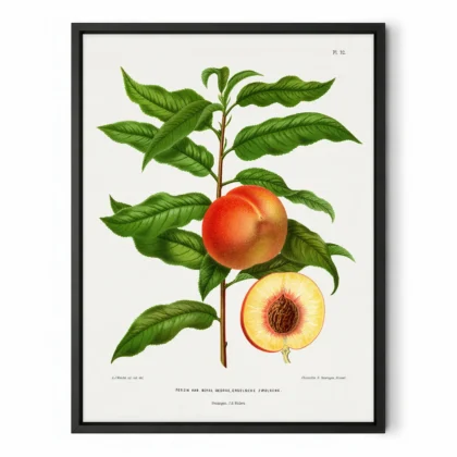Vintage Peach Print – Botanical Art by A. J. Wendel