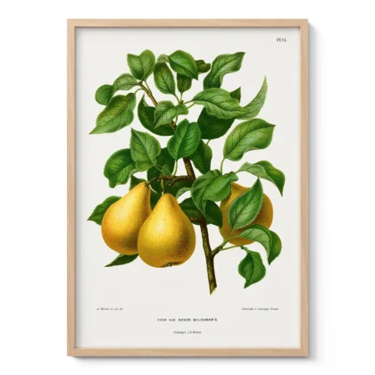 Vintage Pear Botanical Art Print by A. J. Wendel