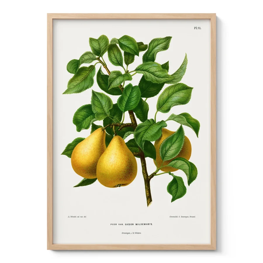 Vintage Pear Botanical Art Print by A. J. Wendel