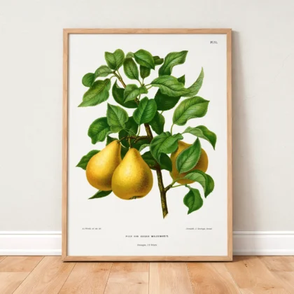 Vintage Pear Botanical Art Print by A. J. Wendel