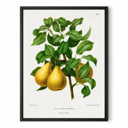 Vintage Pear Botanical Art Print by A. J. Wendel