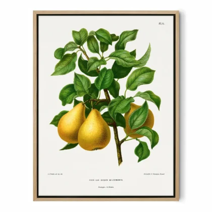 Vintage Pear Botanical Art Print by A. J. Wendel