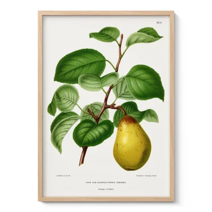 Vintage Pear Botanical Wall Art by A. J. Wendel
