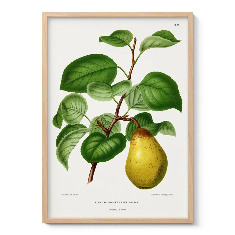 Vintage Pear Botanical Wall Art by A. J. Wendel