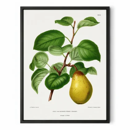 Vintage Pear Botanical Wall Art by A. J. Wendel