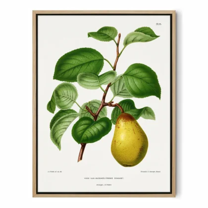 Vintage Pear Botanical Wall Art by A. J. Wendel