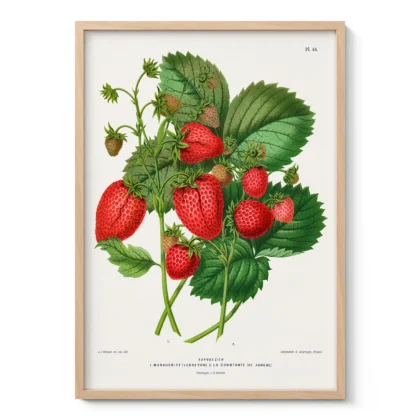 Vintage Strawberry Botanical Print