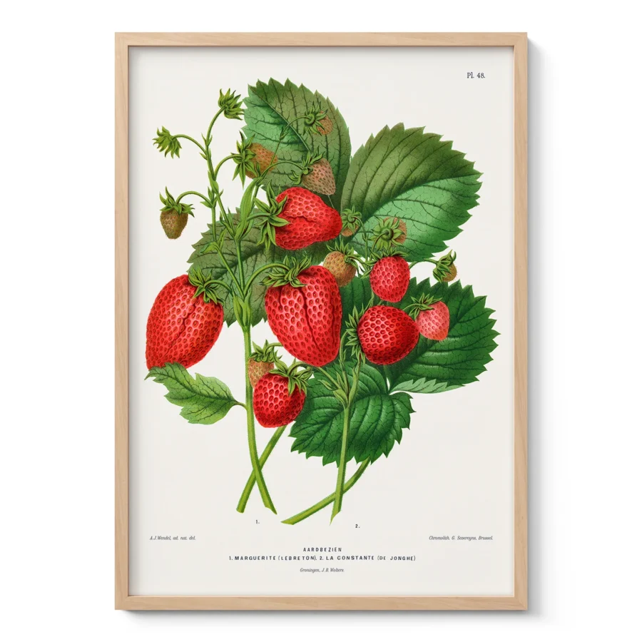 Vintage Strawberry Botanical Print