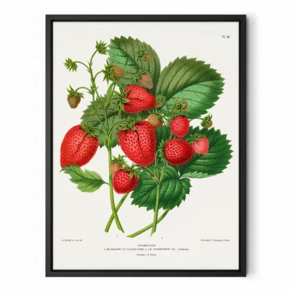 Vintage Strawberry Botanical Print