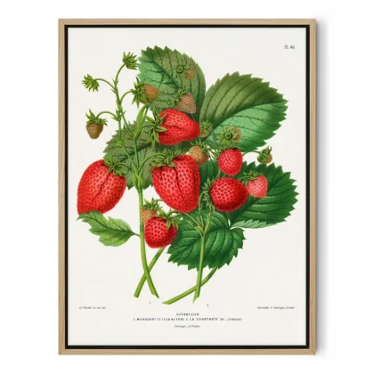 Vintage Strawberry Botanical Print