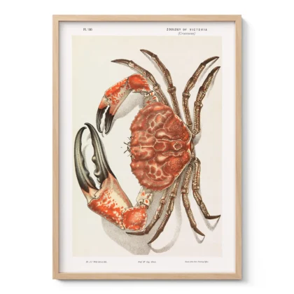 Vintage Tasmanian Giant Crab Wall Art by John James Wild