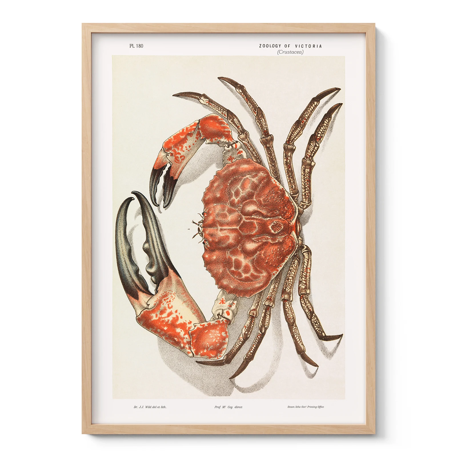 Vintage Tasmanian Giant Crab Wall Art by John James Wild