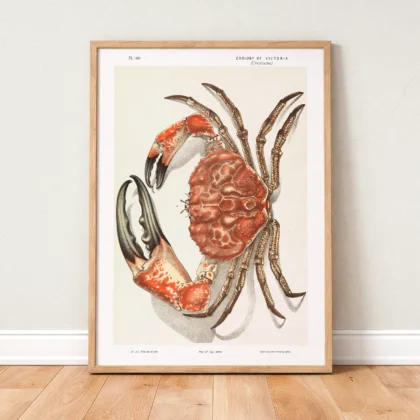 Vintage Tasmanian Giant Crab Wall Art by John James Wild