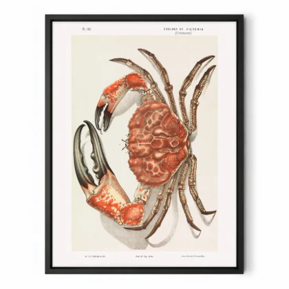 Vintage Tasmanian Giant Crab Wall Art by John James Wild