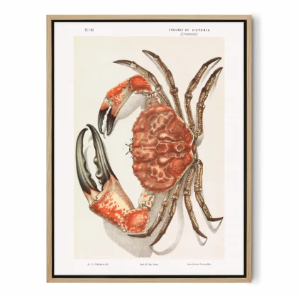 Vintage Tasmanian Giant Crab Wall Art by John James Wild