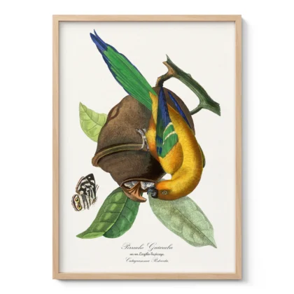 Vintage Tropical Bird Print by Paul Gervais