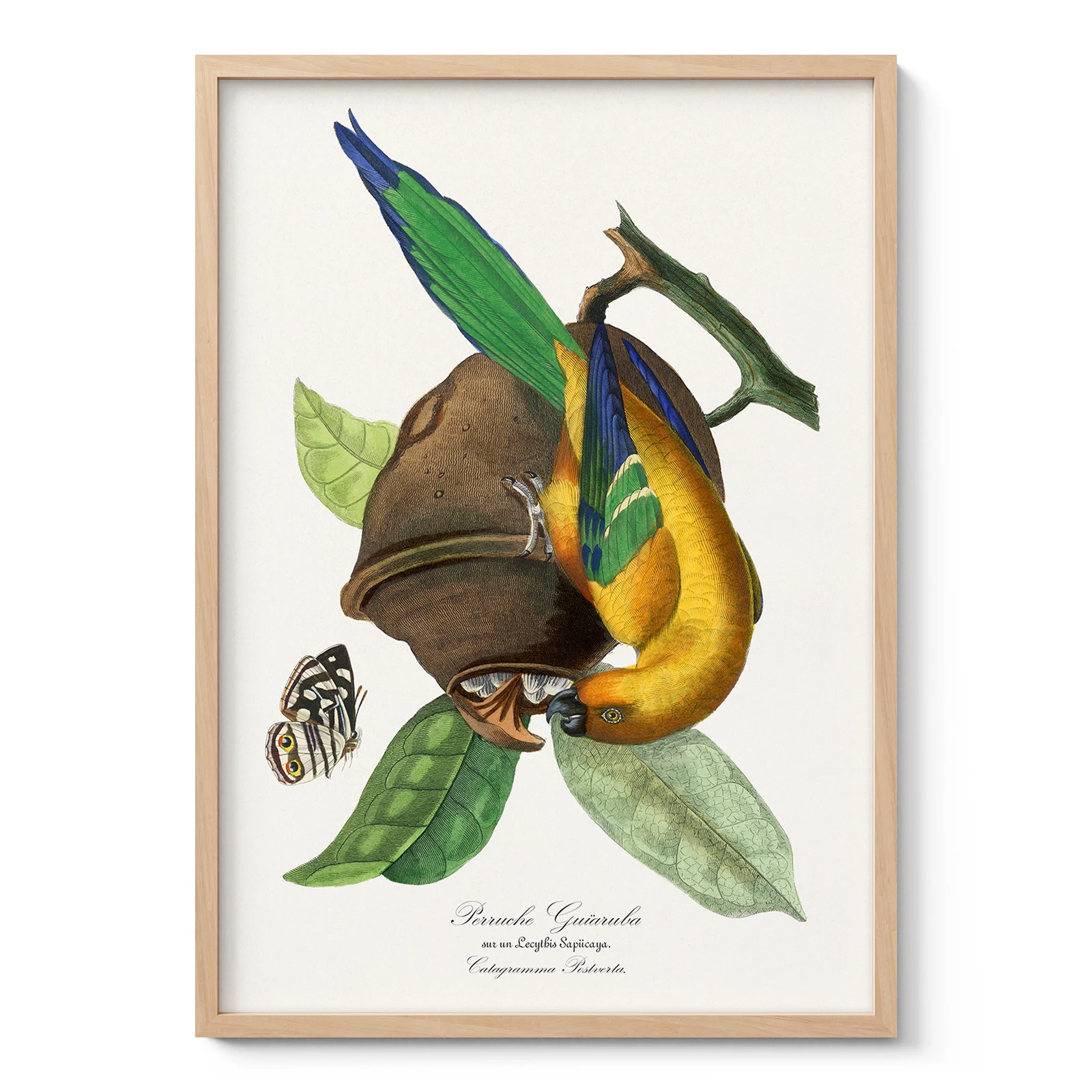 Vintage Tropical Bird Print by Paul Gervais