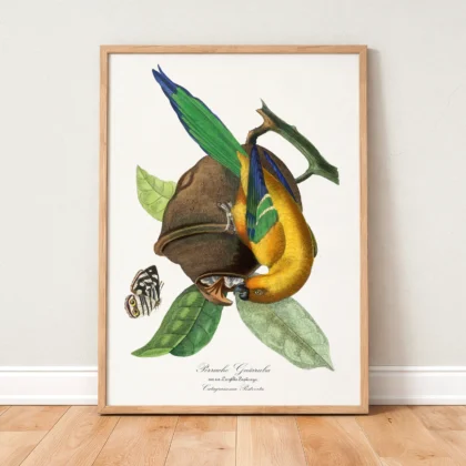 Vintage Tropical Bird Print by Paul Gervais