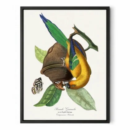 Vintage Tropical Bird Print by Paul Gervais