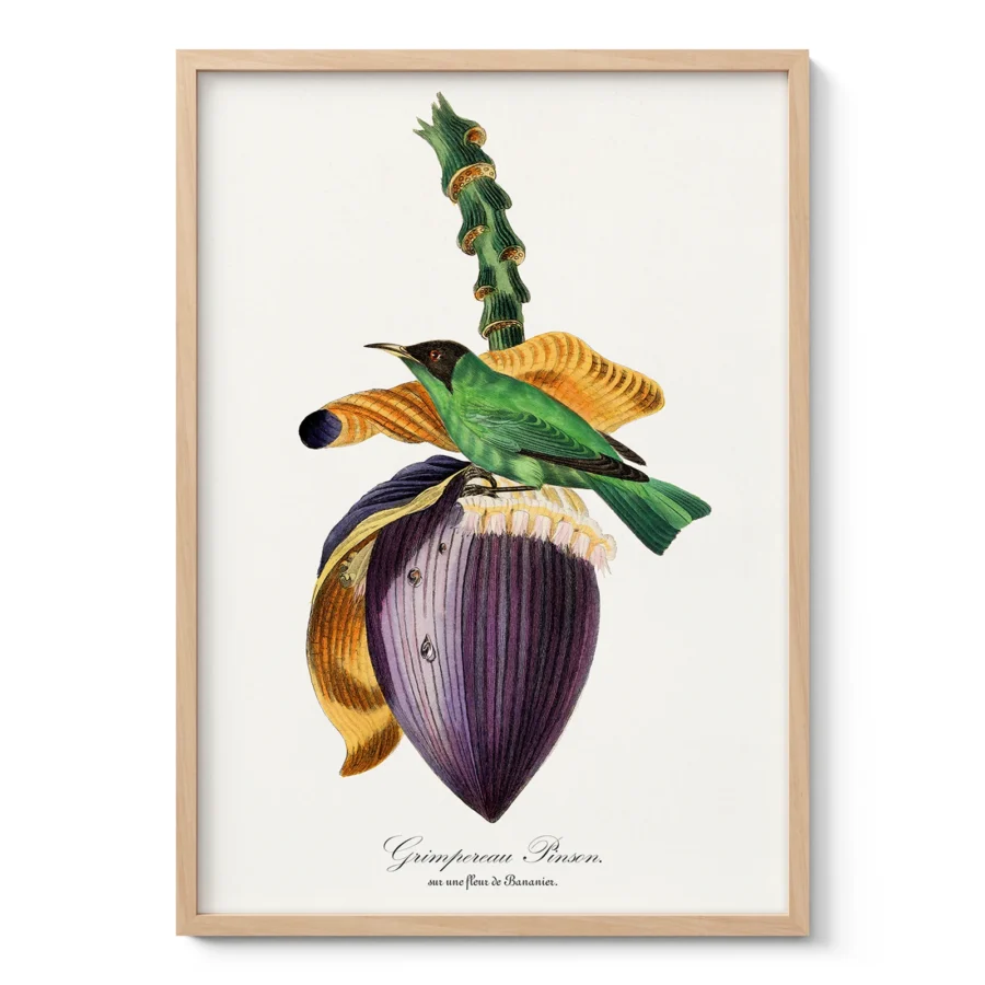 Vintage Tropical Bird Wall Art by Paul Gervais