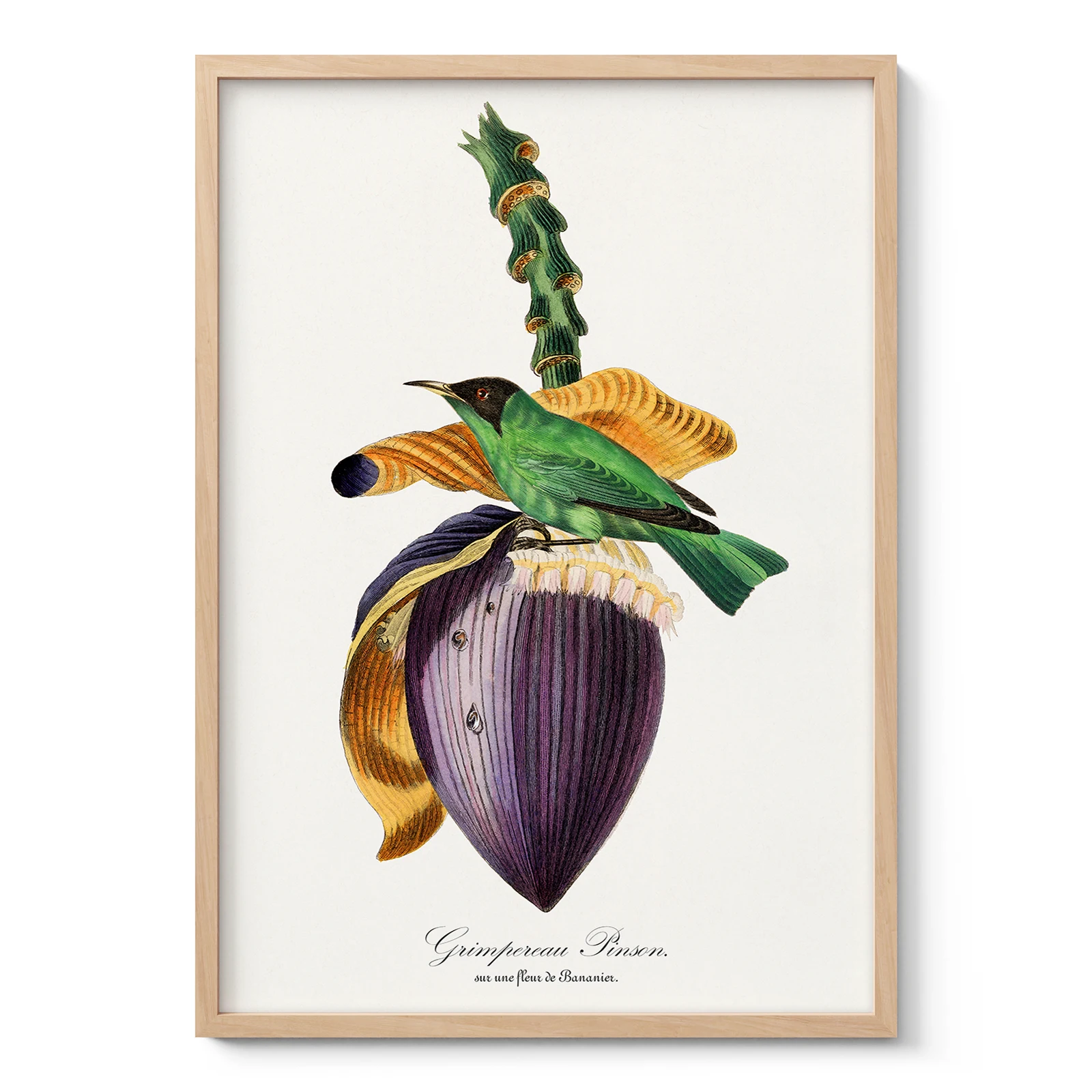 Vintage Tropical Bird Wall Art by Paul Gervais