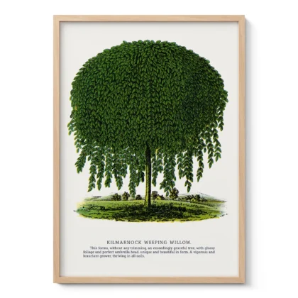 Vintage Weeping Willow Botanical Print